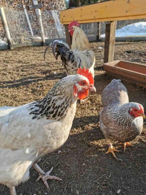 Ferienwohnungen Carlsfeld Eibenstock Exteriör bild